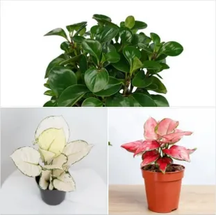  Premium Colors Bundle