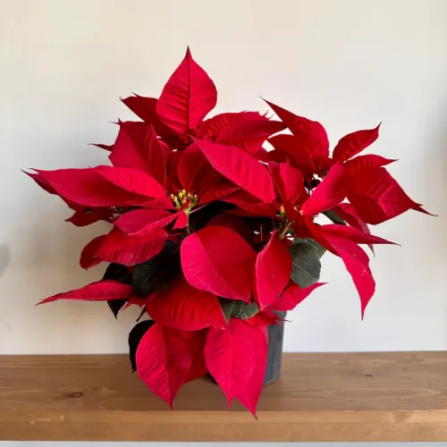 Christmas Poinsettia ( بنت القنصل )