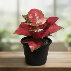 اغلونيما ريد 