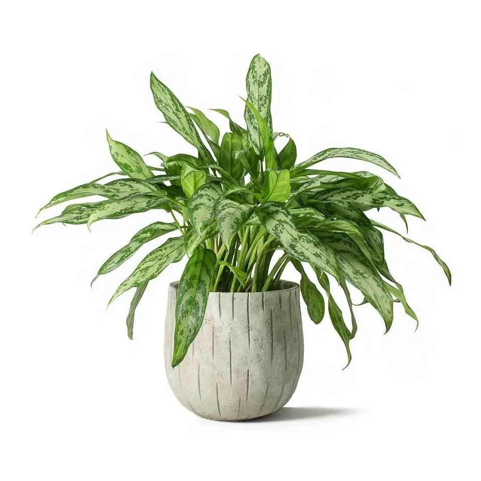 أغلونيما سيلفر كوين