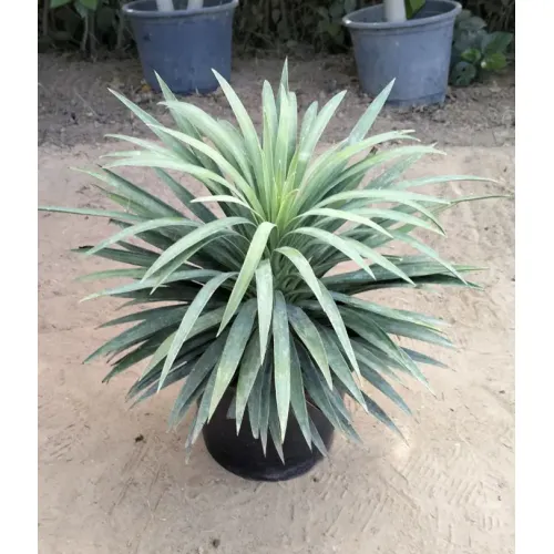 صبار الأناناس