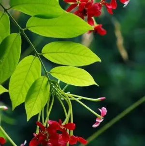 ياسمين احمر